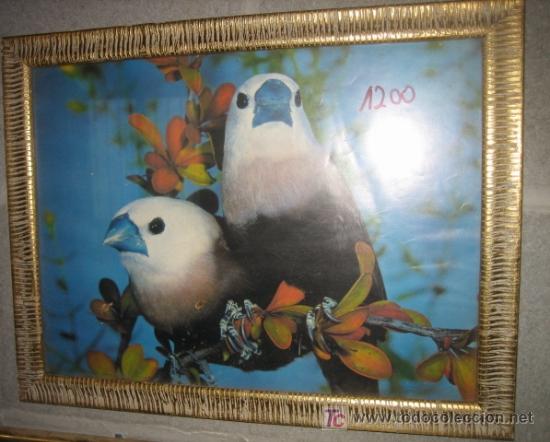 Otros objetos de arte: Cuadro con l&aacute;mina de pajaritos 42 x31 cms - Foto 1