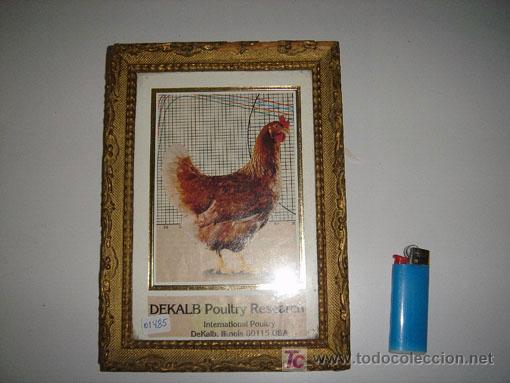 Otros objetos de arte: cuadro con pollo canpeon - Foto 1
