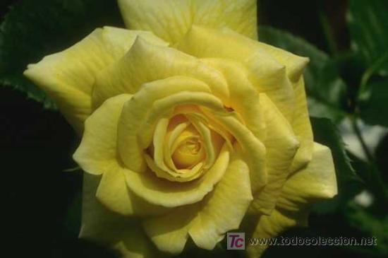 Otros objetos de arte: FLORES- MAS DE 3300 - Foto 3