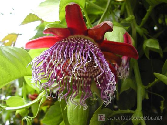 Otros objetos de arte: FLORES- MAS DE 3300 - Foto 2