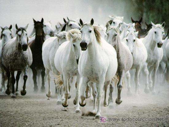 Otros objetos de arte: ANIMALES-MAS DE 6900 - Foto 2