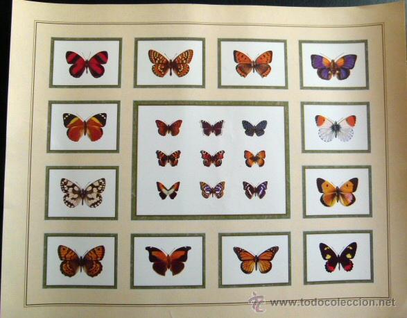 Otros objetos de arte: 1 Lamina de mariposas - Foto 1