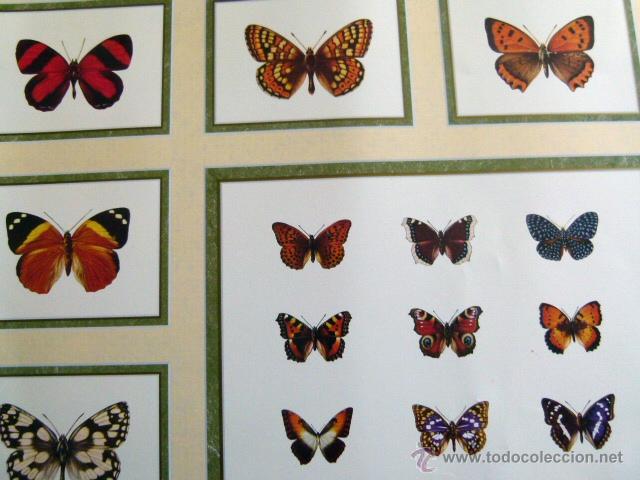 Otros objetos de arte: 1 Lamina de mariposas - Foto 2