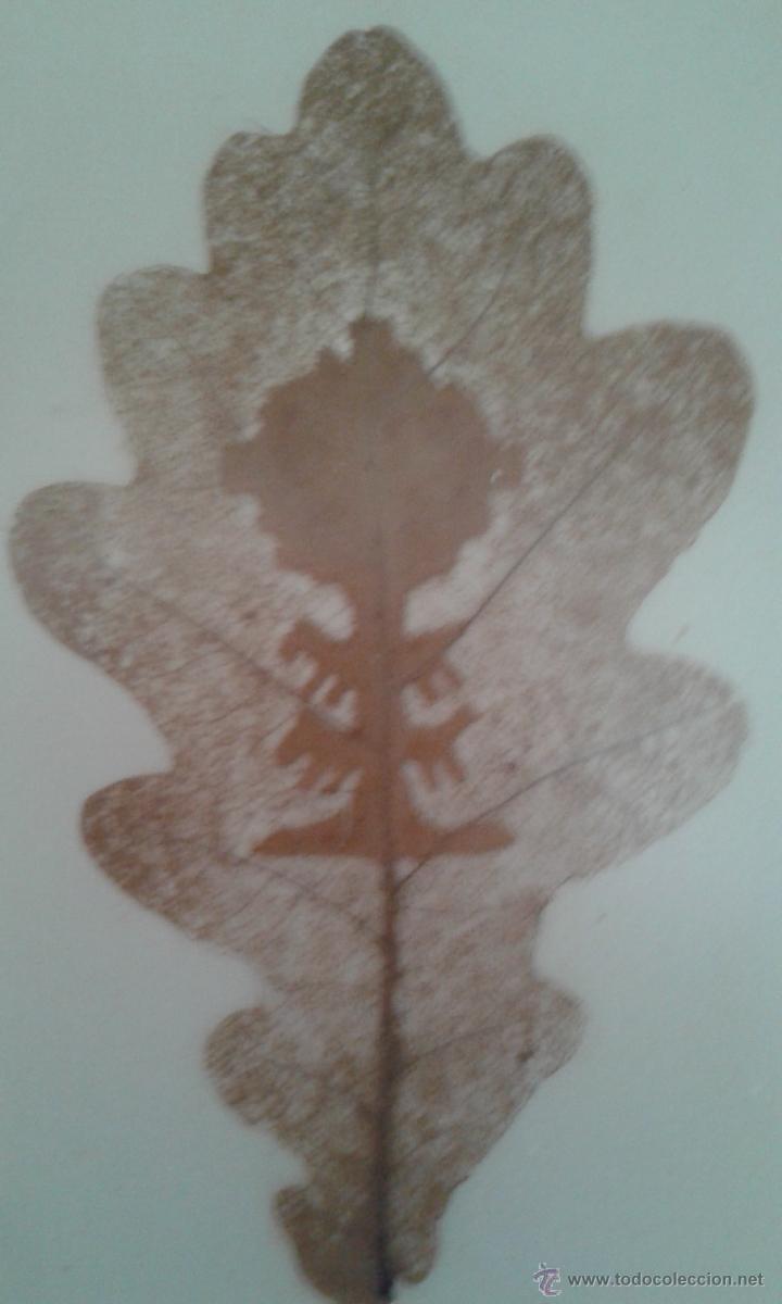 Otros objetos de arte: Hoja labrada y calada del &aacute;rbol de Guernica (1970) - Foto 2