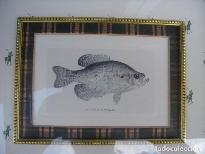 Otros objetos de arte: PAREJA DE CUADROS CON PECES - Foto 5