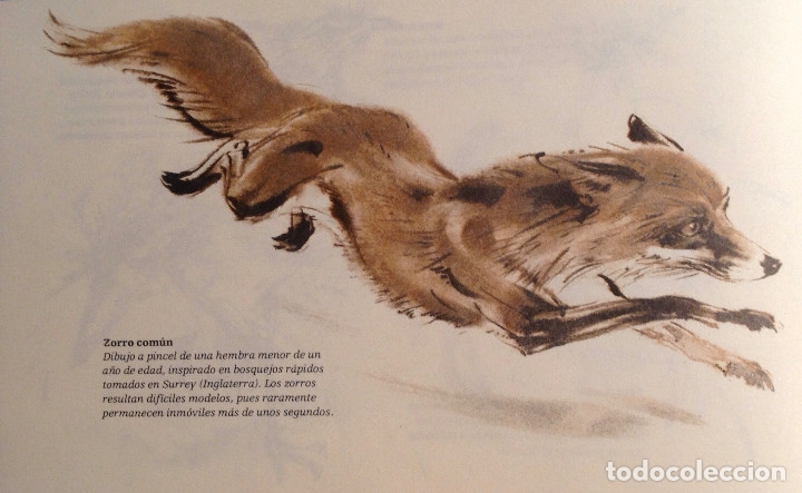 4 Cuadernos Método Iniciación Al Dibujo Años 40 El Dibujo De Animales Cuadernos Para Colorear