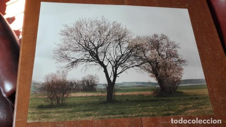 Otros objetos de arte: Almendros l&aacute;mina - Foto 1