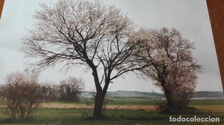 Otros objetos de arte: Almendros l&aacute;mina - Foto 2