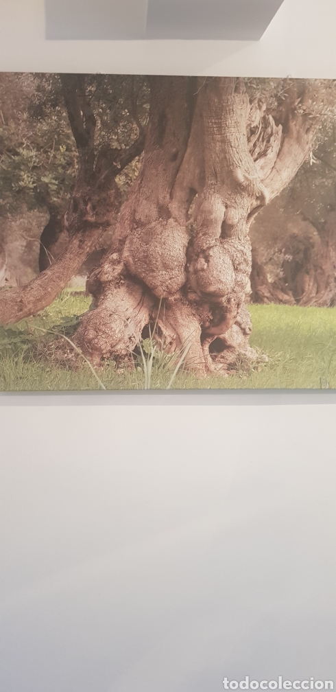 Otros objetos de arte: Enorme p&oacute;ster olivo milenario - Foto 2