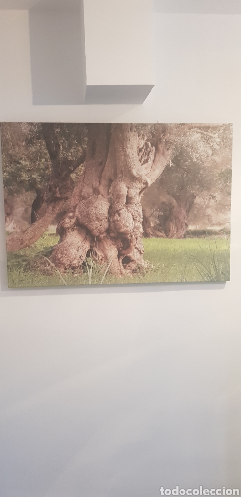 Otros objetos de arte: Enorme p&oacute;ster olivo milenario - Foto 1