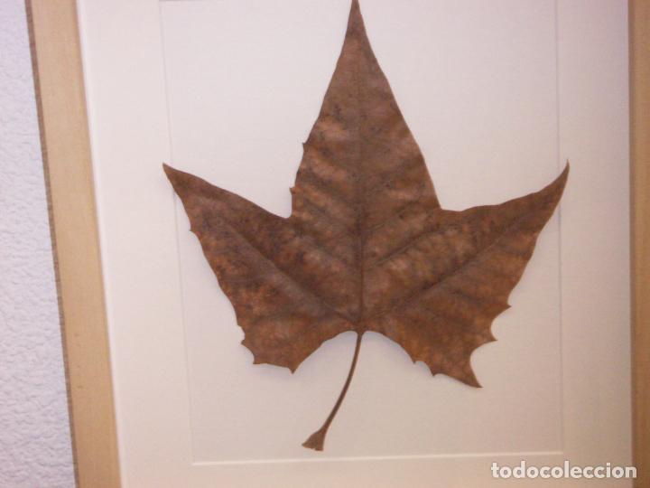 Otros objetos de arte: HOJA NATURAL CON MARCO - Foto 2