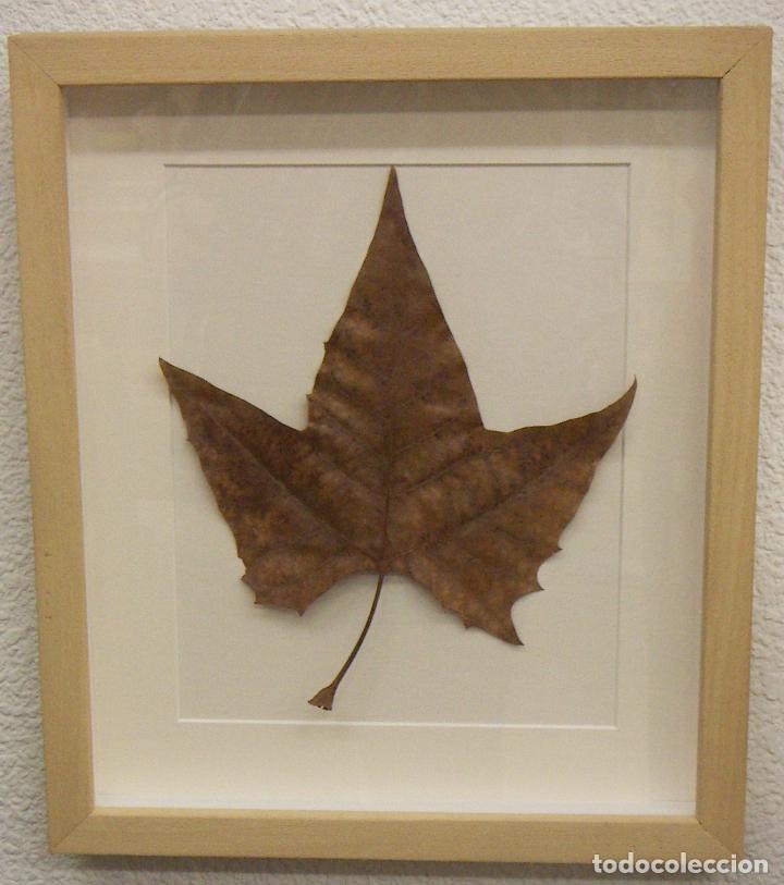 Otros objetos de arte: HOJA NATURAL CON MARCO - Foto 1