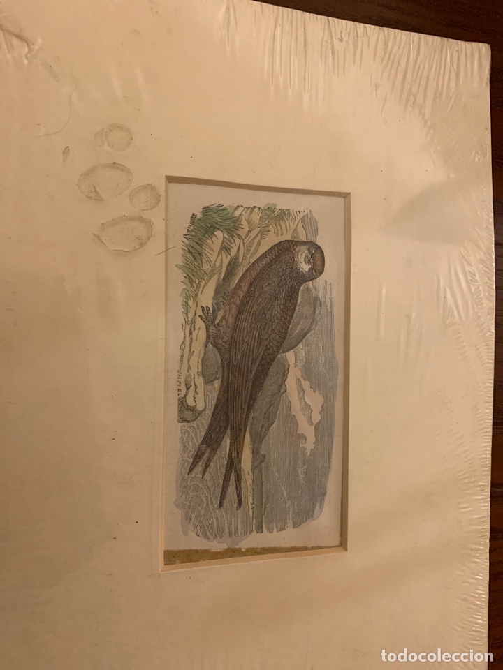 Otros objetos de arte: L&aacute;mina de rapaz - Foto 1