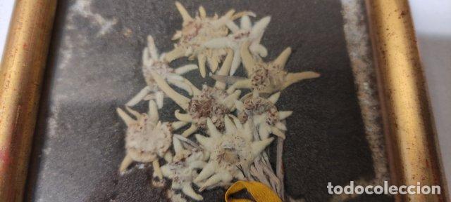 Otros objetos de arte: ANTIGUO CUADRO CON FLORES EDELWEISS - Foto 5