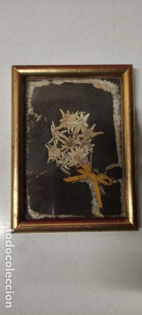 Otros objetos de arte: ANTIGUO CUADRO CON FLORES EDELWEISS - Foto 1