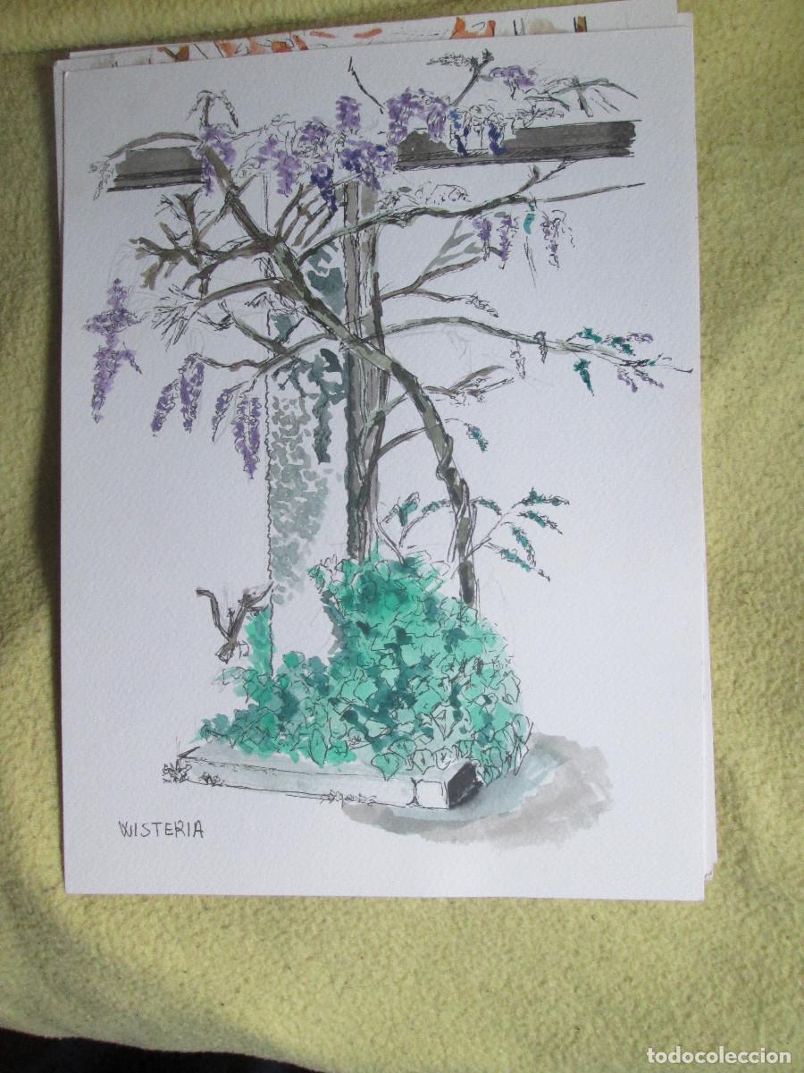 Otros objetos de arte: WISTERIA - ACUARELA Y TINTA - Foto 1