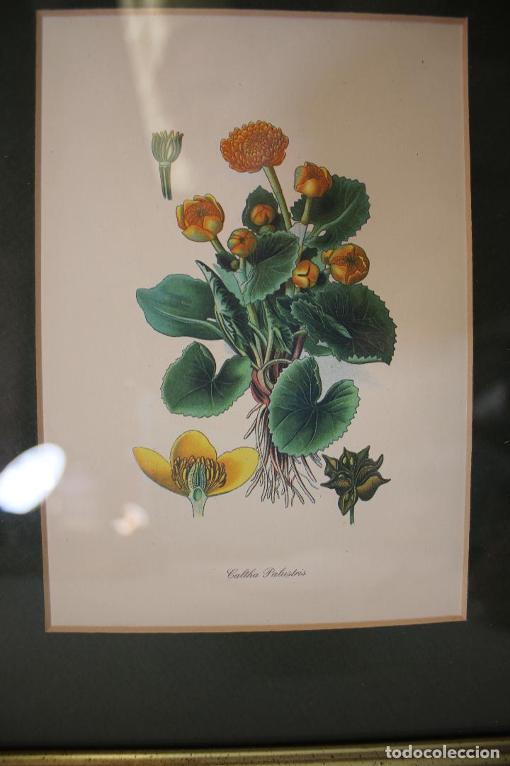 Otros objetos de arte: caltha palustris(hierba centella) cuadro lamina - Foto 3