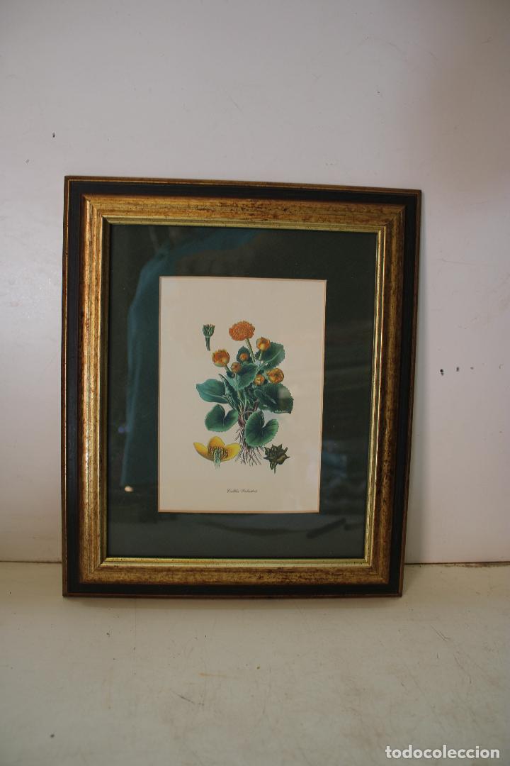 Otros objetos de arte: caltha palustris(hierba centella) cuadro lamina - Foto 1