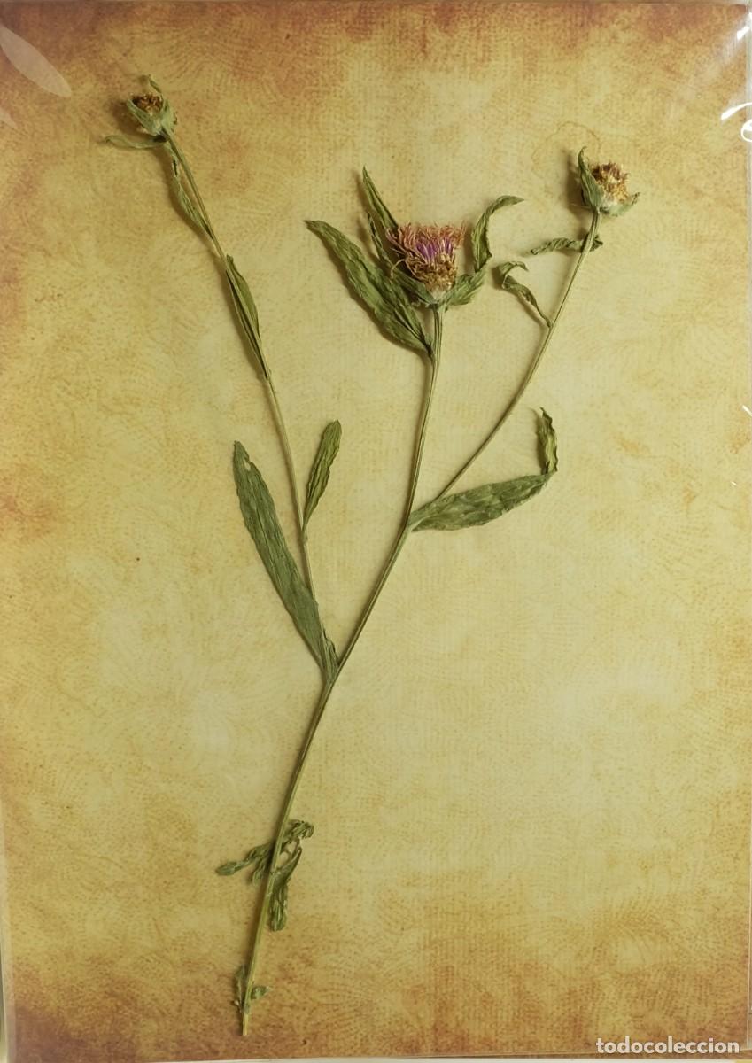 Otros objetos de arte: (P1) NATURAL HERBARIUN - CENTAUREA JACEA (05669) - Foto 1