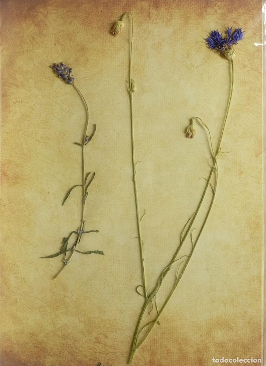 Otros objetos de arte: (P1) NATURAL HERBARIUN - CENTAUREA CYANUS (05676) - Foto 1