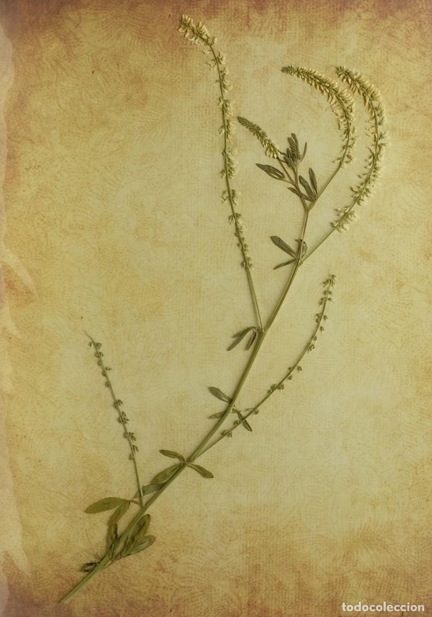 Otros objetos de arte: (P1) NATURAL HERBARIUN - MELILOTUS ALBA (05690) - Foto 1