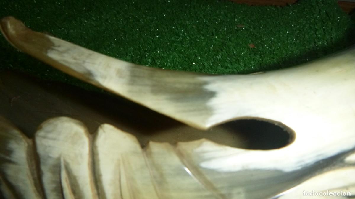 Otros objetos de arte: CUERNA TALLADA CUERPO DE AVE ACUATICA - Foto 4