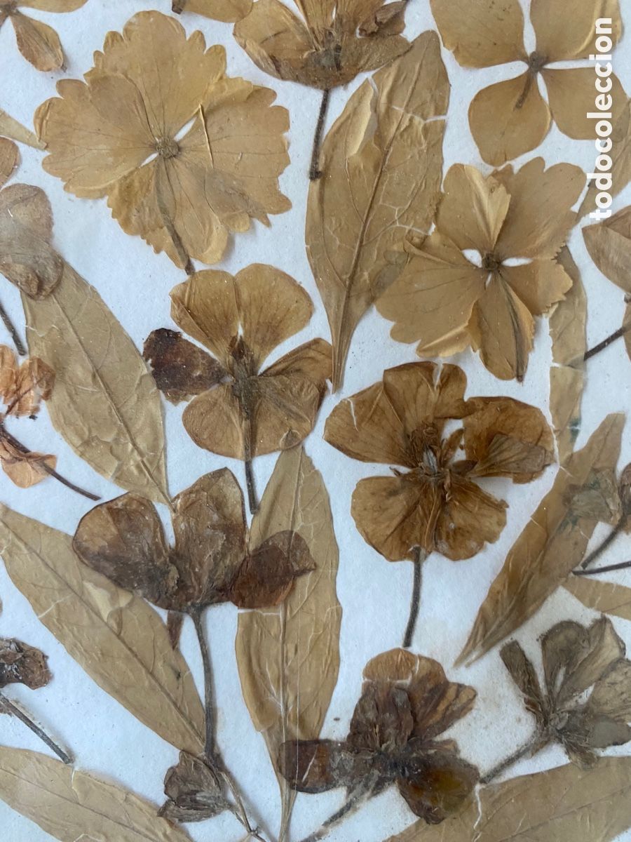 Otros objetos de arte: Cuadro hojas secas vintage - Foto 2