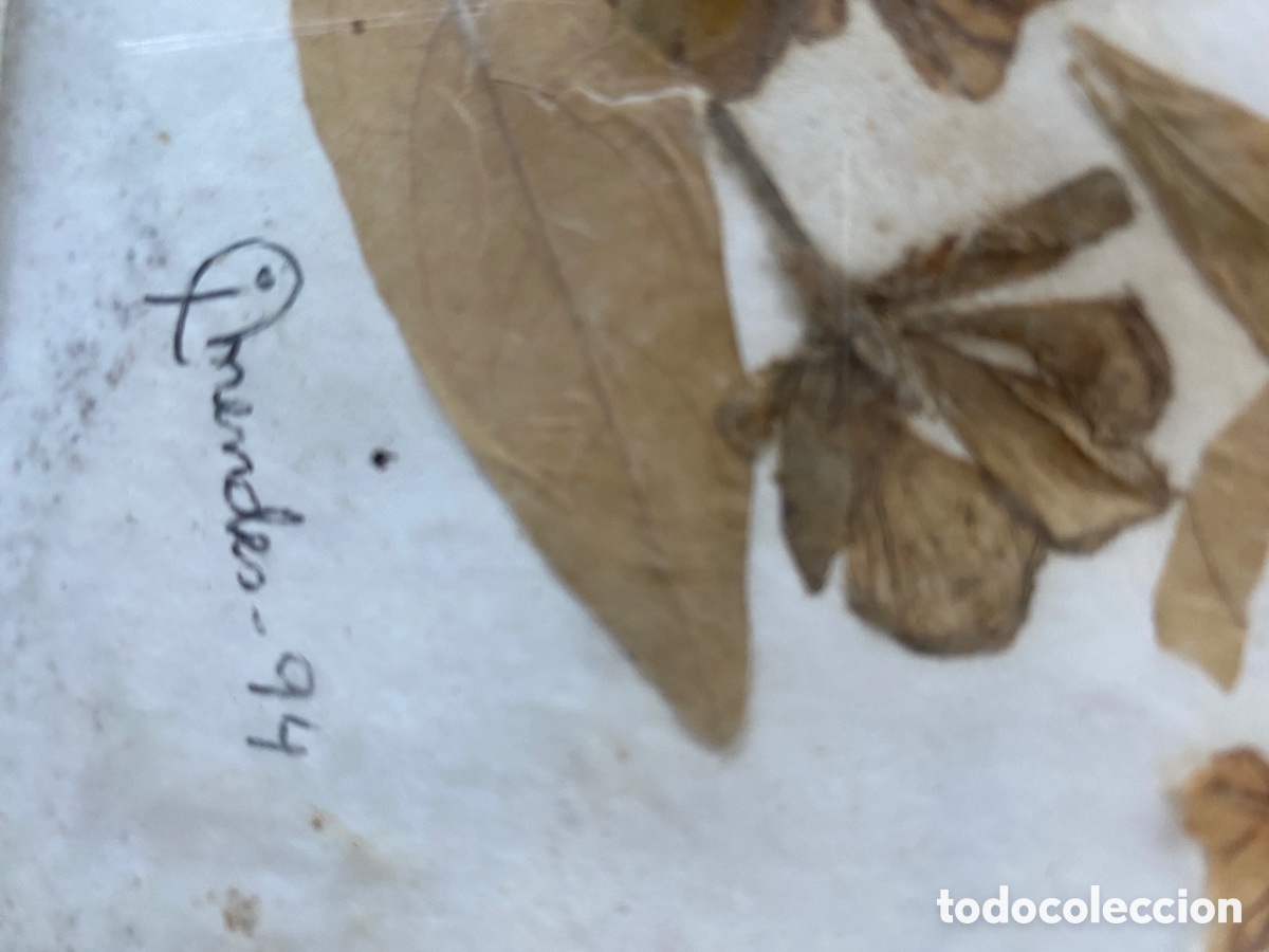 Otros objetos de arte: Cuadro hojas secas vintage - Foto 3