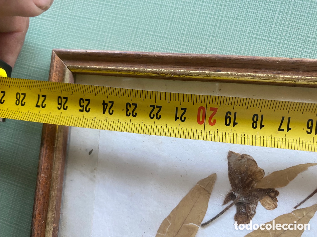 Otros objetos de arte: Cuadro hojas secas vintage - Foto 5
