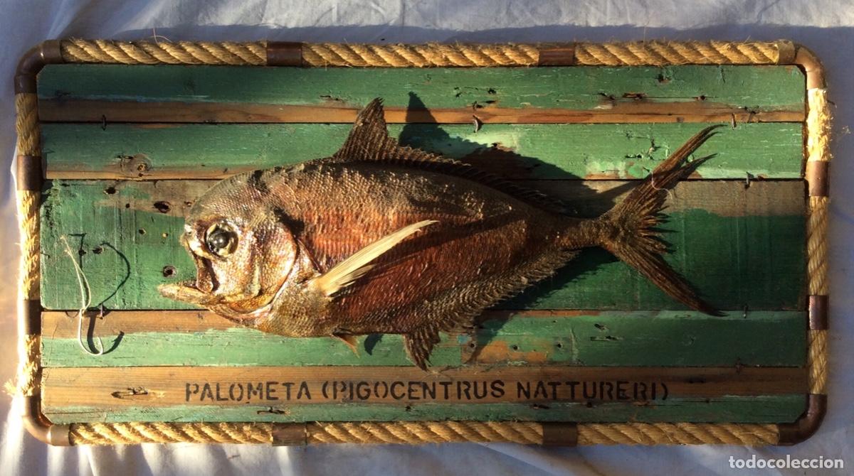 Otros objetos de arte: Pez Palometa / taxidermia - Foto 1