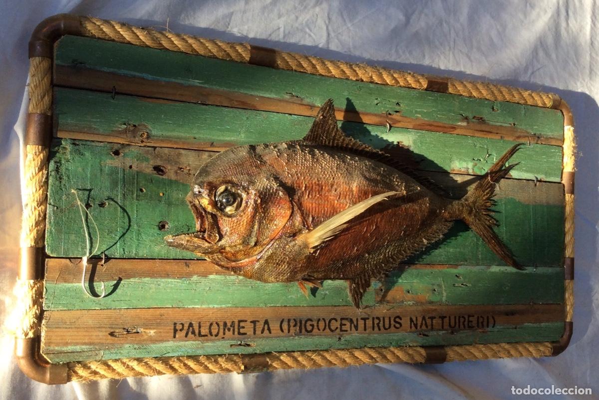 Otros objetos de arte: Pez Palometa / taxidermia - Foto 2
