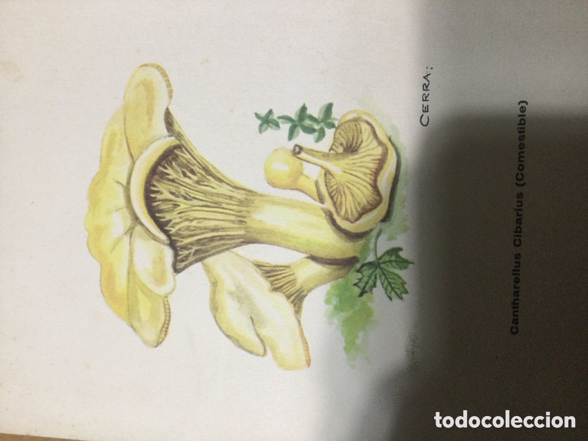Otros objetos de arte: L&aacute;mina bolets a&ntilde;o 1963 - Foto 2