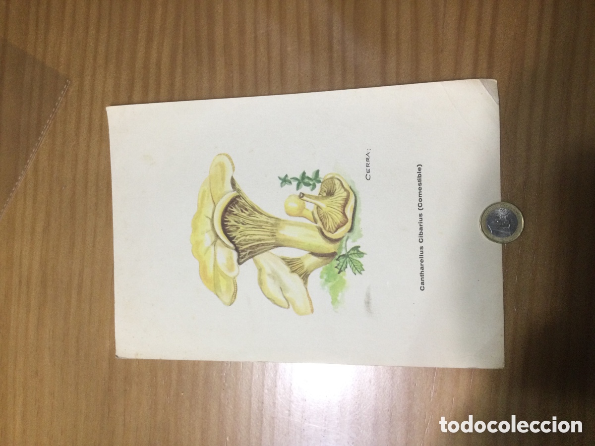 Otros objetos de arte: L&aacute;mina bolets a&ntilde;o 1963 - Foto 1