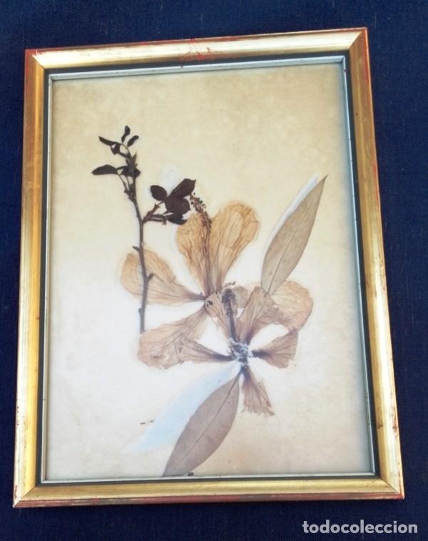 Otros objetos de arte: Cuadro hecho con flores secas - Foto 1