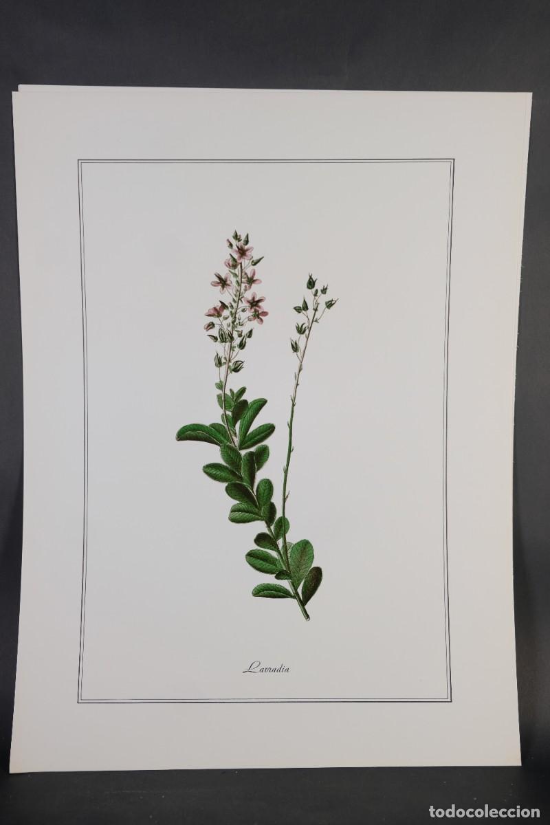Otros objetos de arte: 4 l&aacute;minas de flores - impresi&oacute;n digital - Foto 4