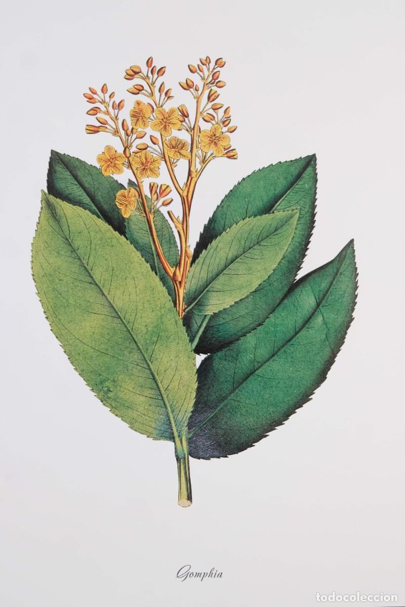 Otros objetos de arte: 4 l&aacute;minas de flores - impresi&oacute;n digital - Foto 7
