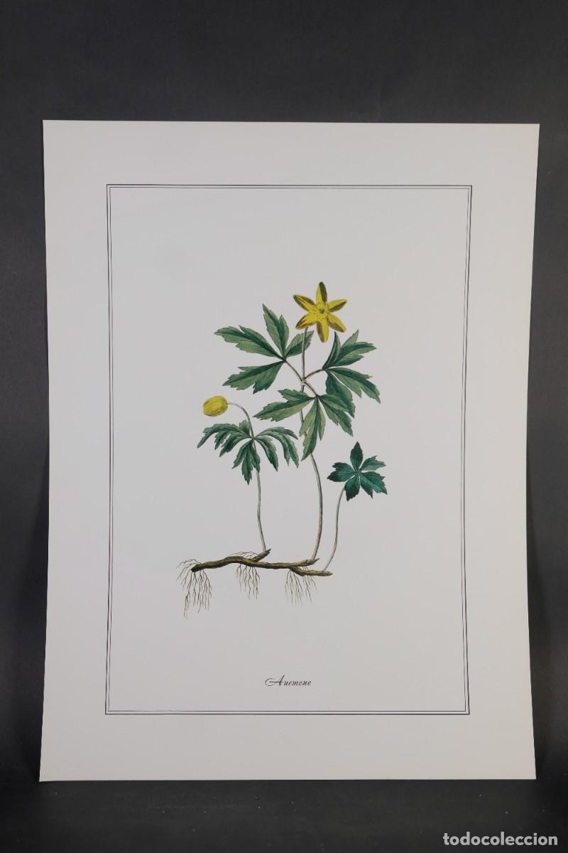 Otros objetos de arte: 4 l&aacute;minas de flores - impresi&oacute;n digital - Foto 8
