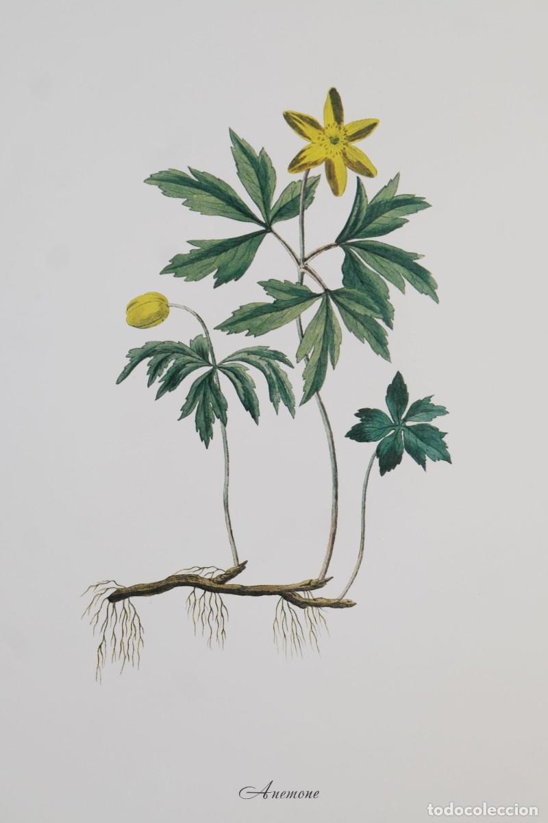 Otros objetos de arte: 4 l&aacute;minas de flores - impresi&oacute;n digital - Foto 9