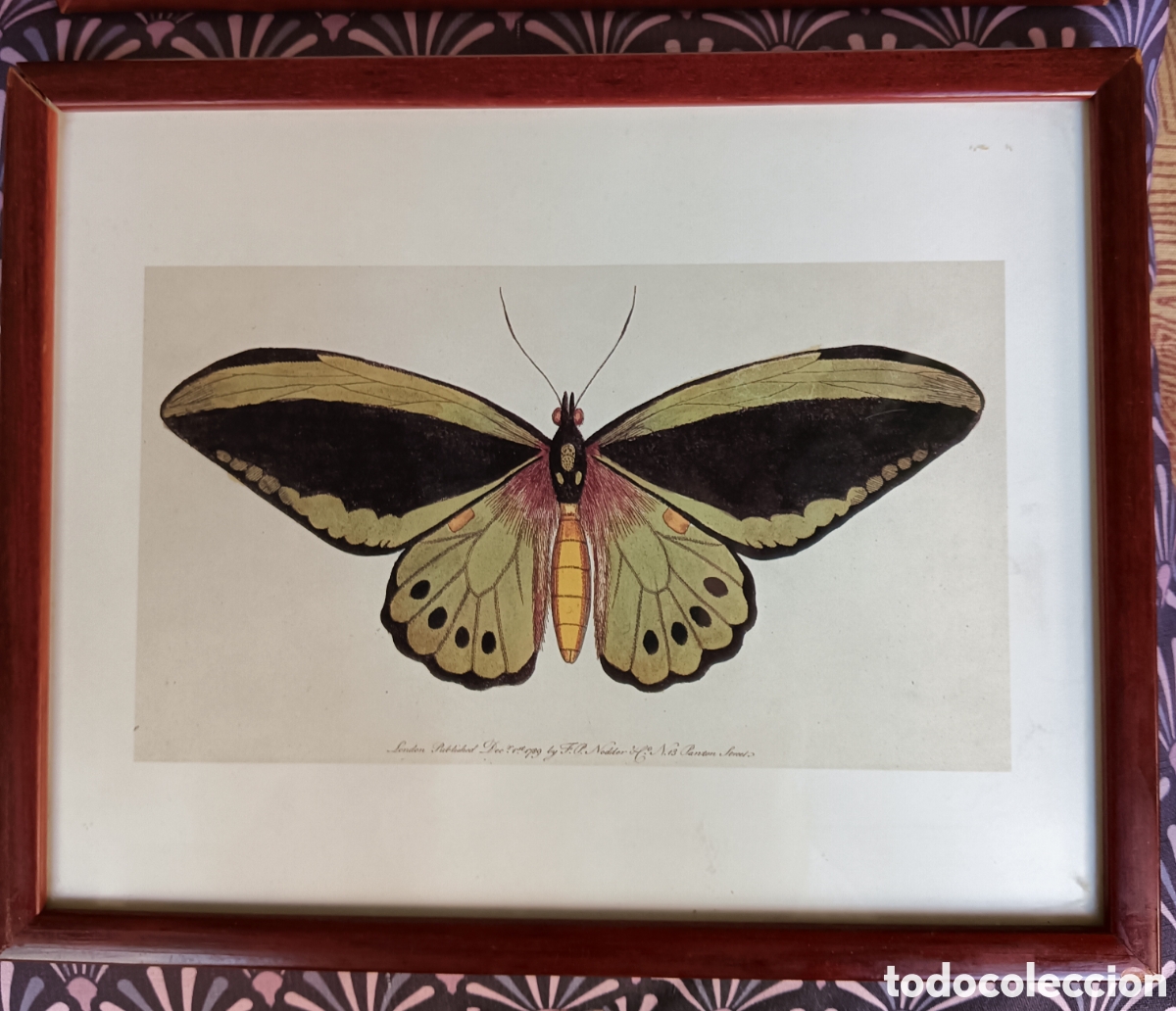 Otros objetos de arte: Cuadros con l&aacute;minas de mariposas. - Foto 2