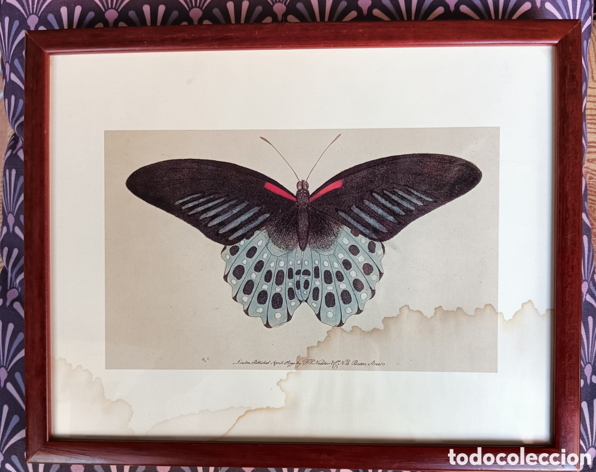 Otros objetos de arte: Cuadros con l&aacute;minas de mariposas. - Foto 3