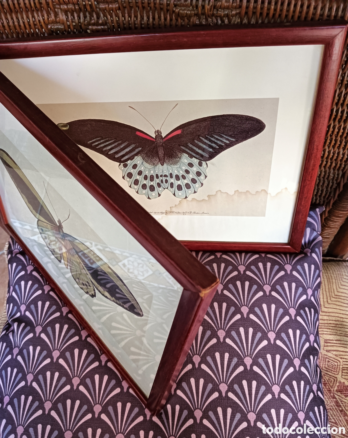 Otros objetos de arte: Cuadros con l&aacute;minas de mariposas. - Foto 5