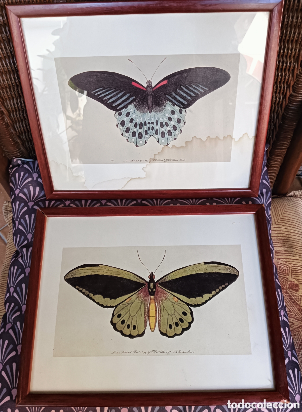 Otros objetos de arte: Cuadros con l&aacute;minas de mariposas. - Foto 1