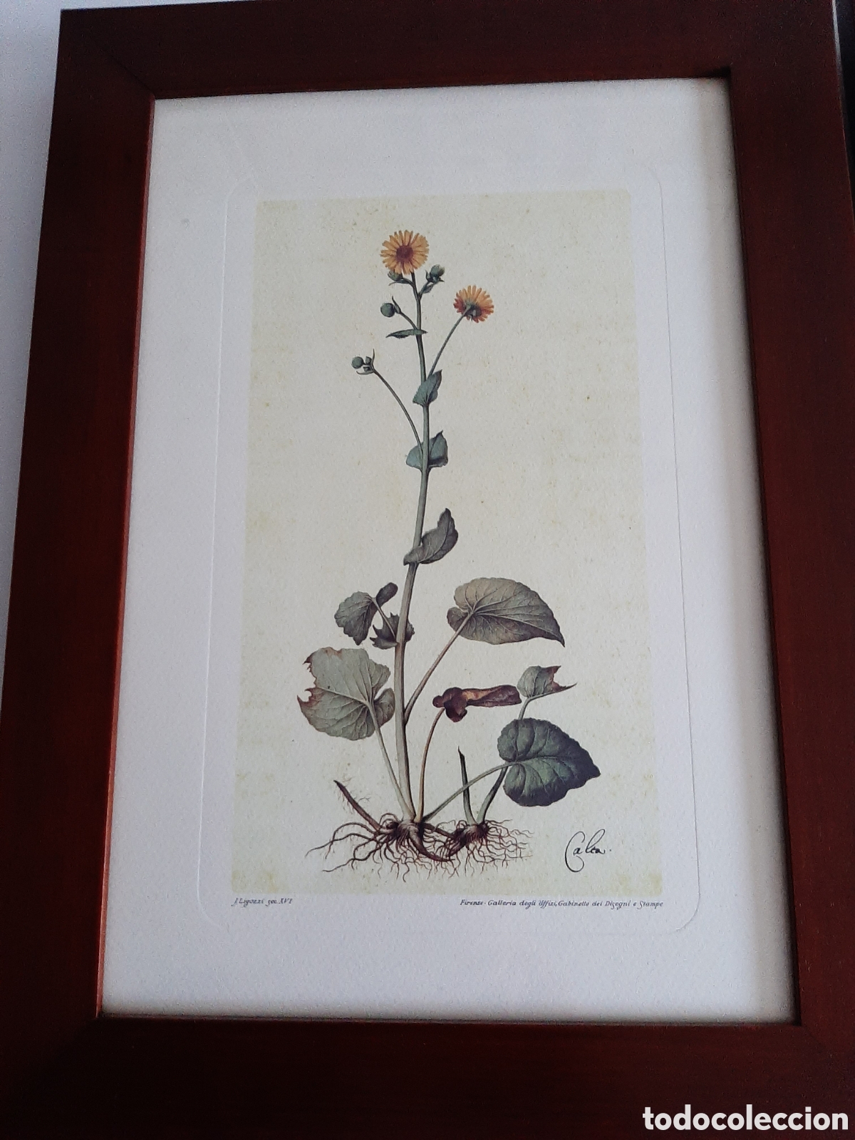 Otros objetos de arte: Dos Cuadros con l&aacute;minas de Bot&aacute;nica - Foto 3