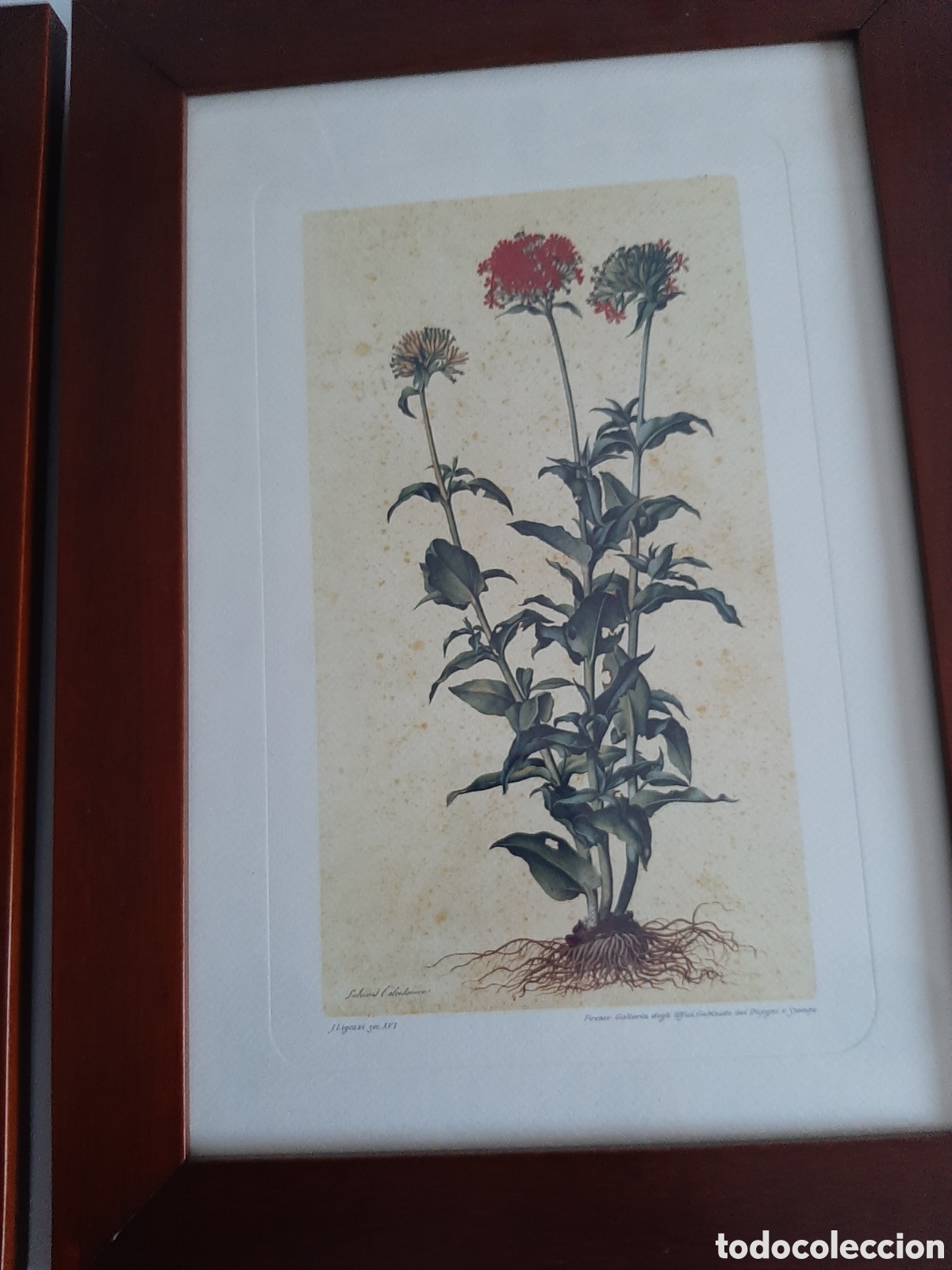 Otros objetos de arte: Dos Cuadros con l&aacute;minas de Bot&aacute;nica - Foto 4