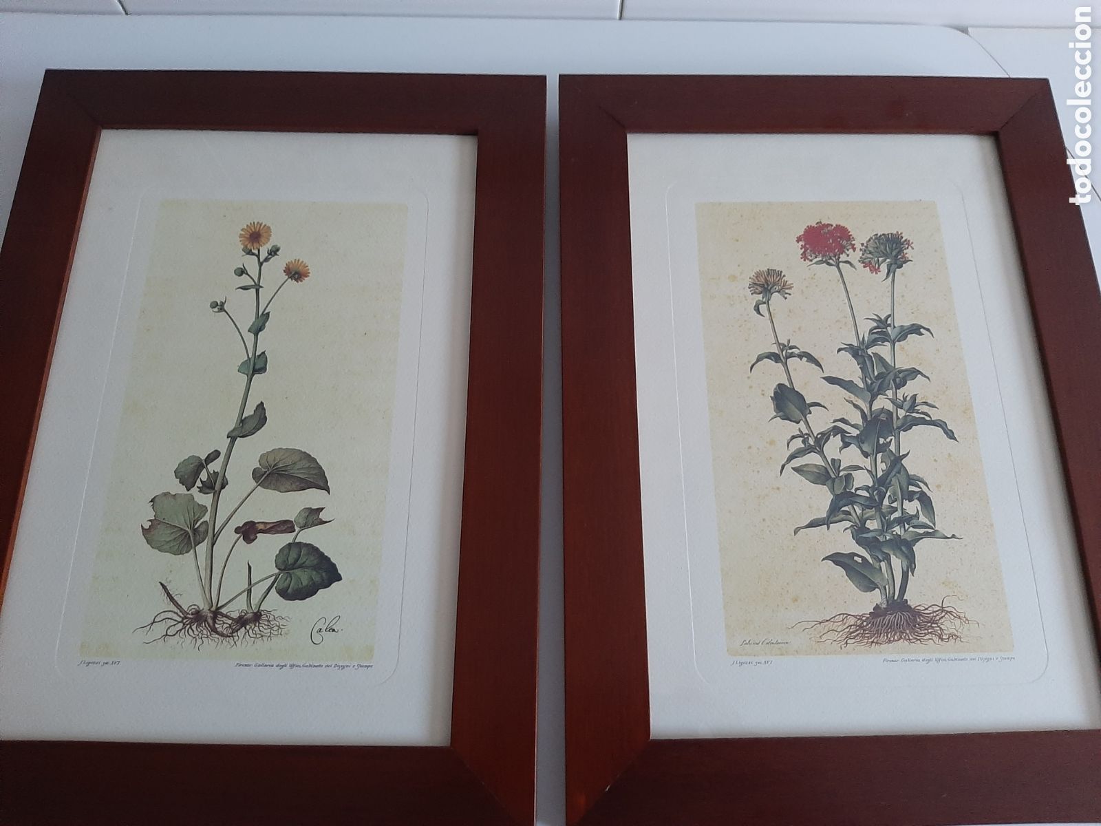Otros objetos de arte: Dos Cuadros con l&aacute;minas de Bot&aacute;nica - Foto 2