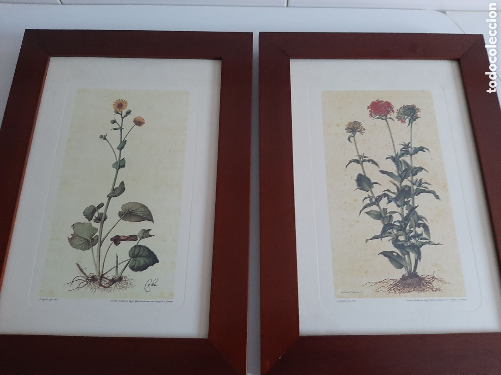 Otros objetos de arte: Dos Cuadros con l&aacute;minas de Bot&aacute;nica - Foto 1