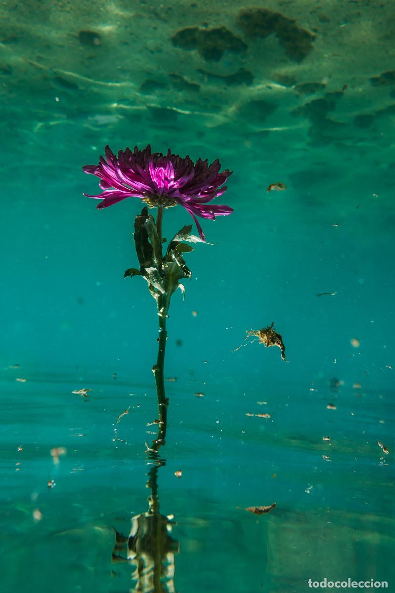 Otros objetos de arte: Foto fine art &rdquo;Underwater #25&rdquo; - Foto 1