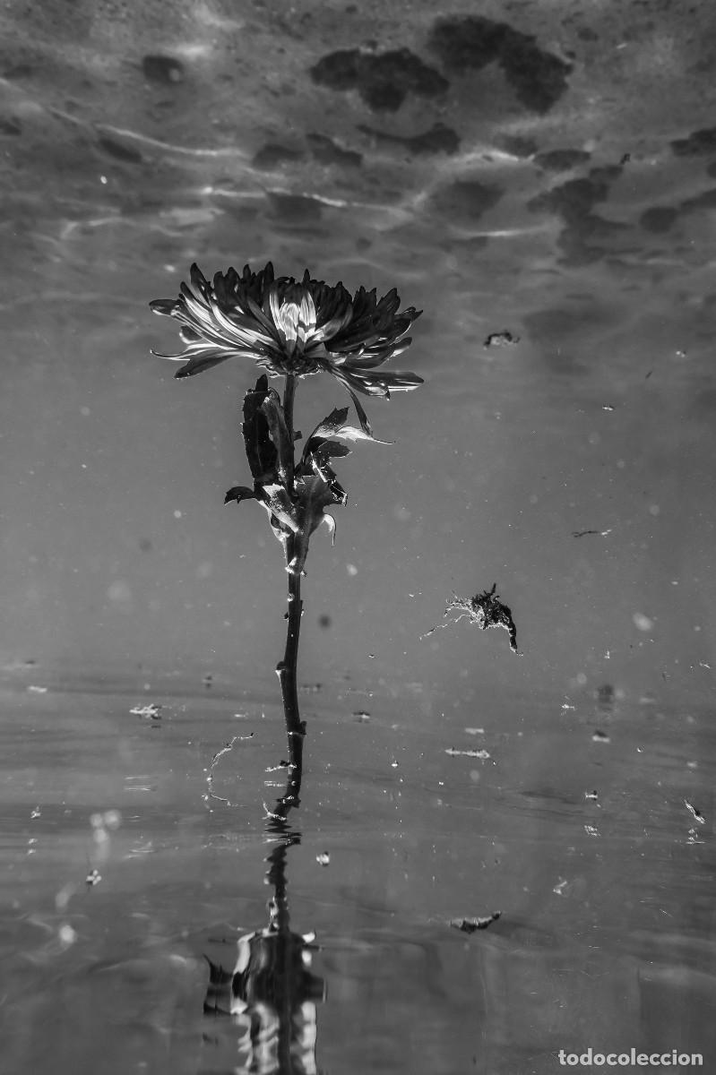 Otros objetos de arte: Foto fine art &rdquo;Underwater #25 B&W&rdquo; - Foto 1