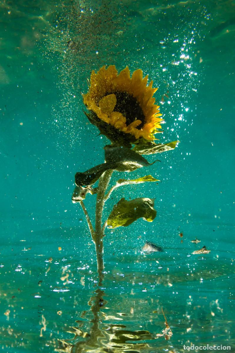 Otros objetos de arte: Foto fine art &rdquo;Underwater #81&rdquo; - Foto 1