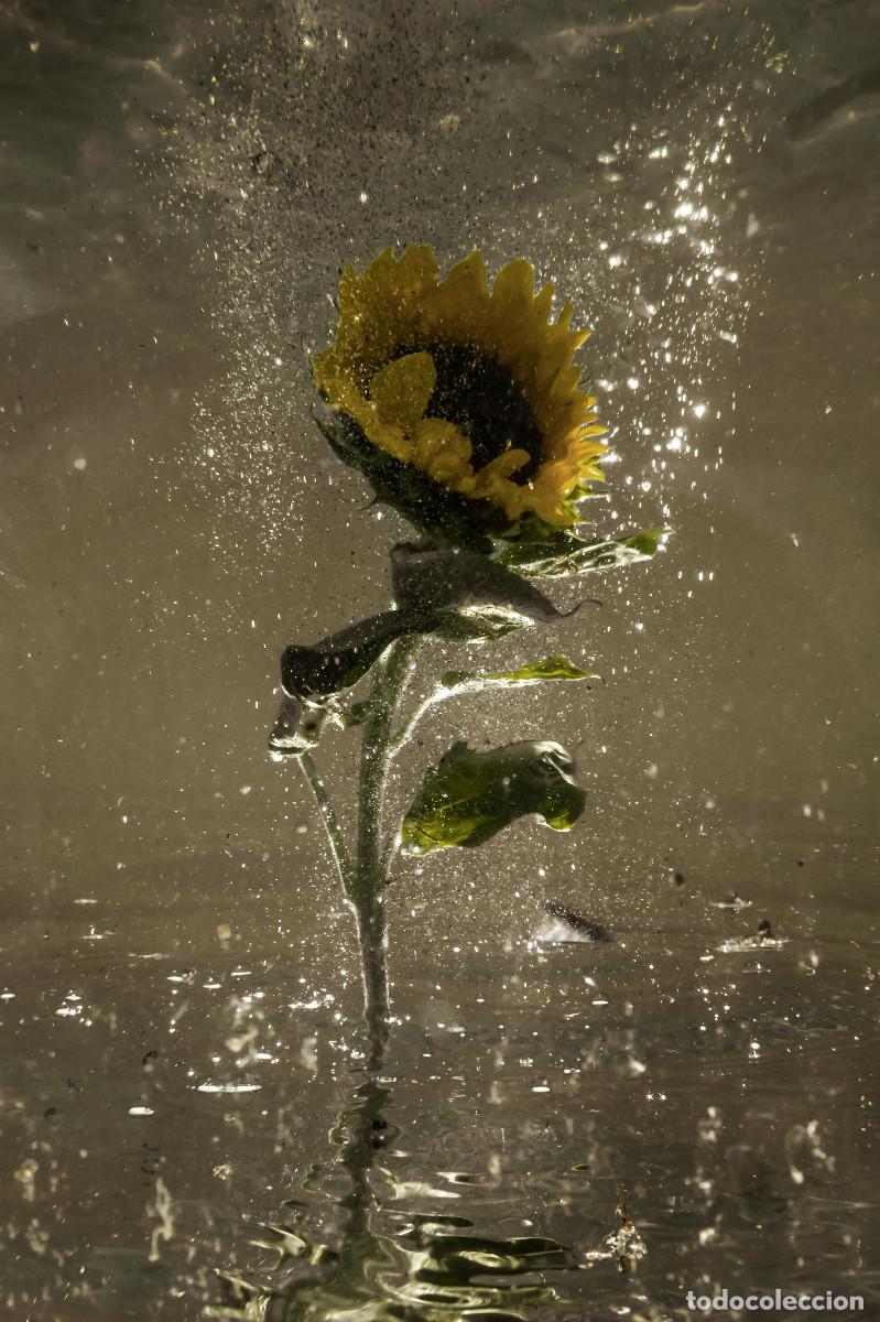 Otros objetos de arte: Foto fine art &rdquo;Underwater #81 tainted&rdquo; - Foto 1